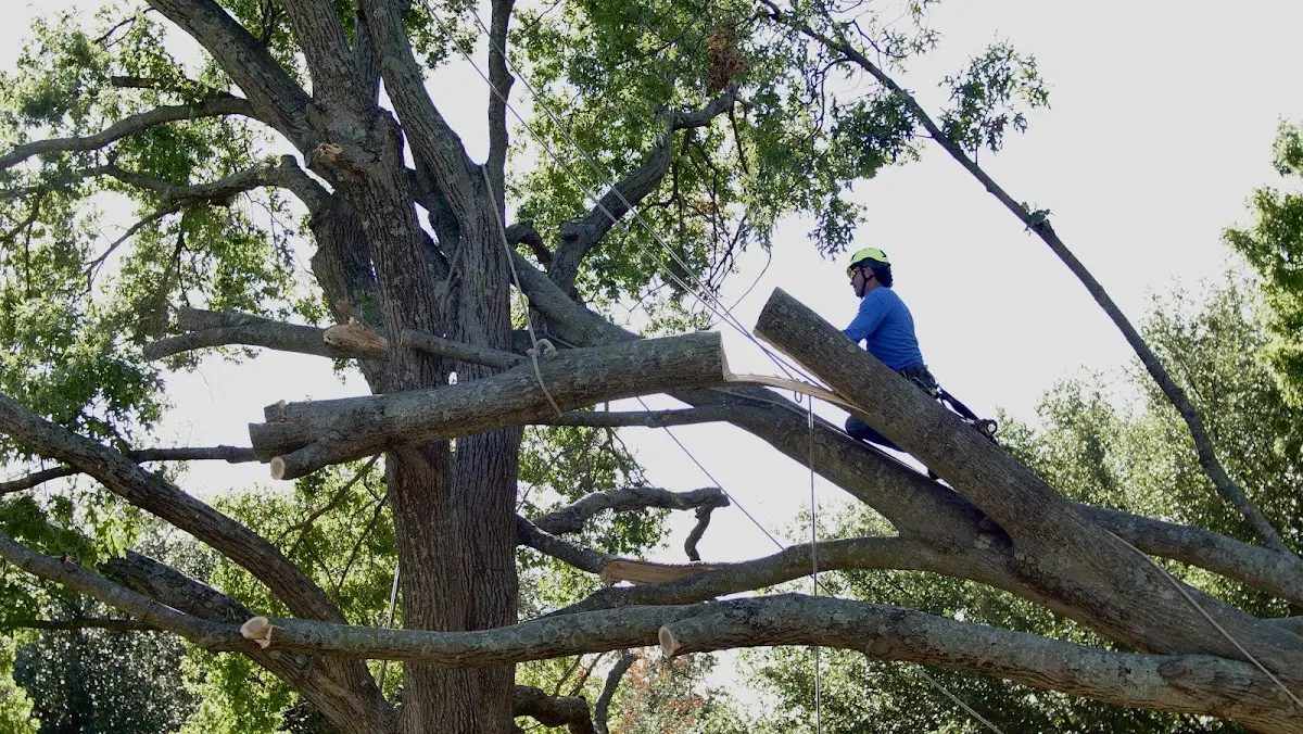 Professional Crown Thinning performed by certified arborists in Little Orleans