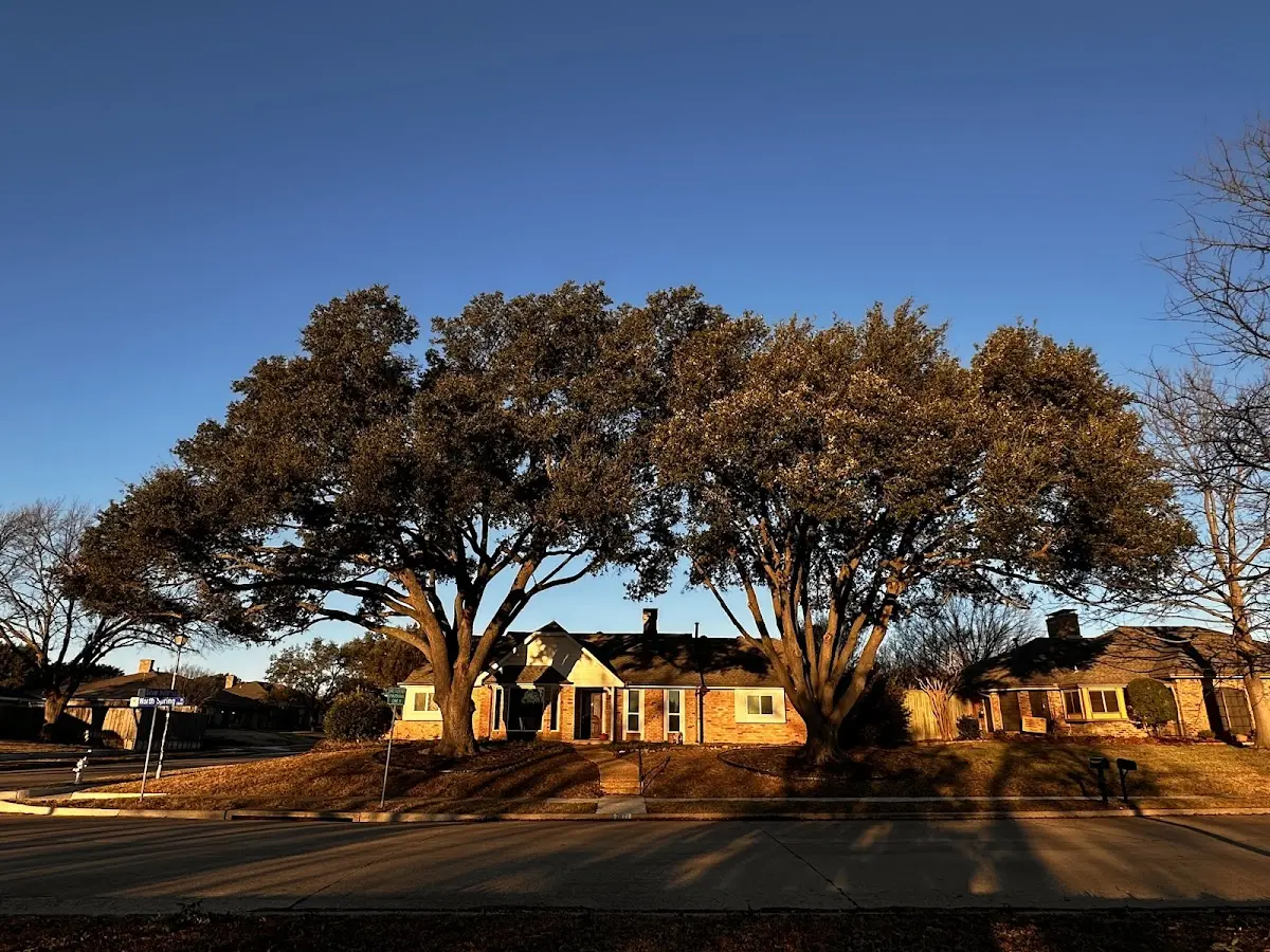 Established residential canopy tree shading a home in Little Orleans